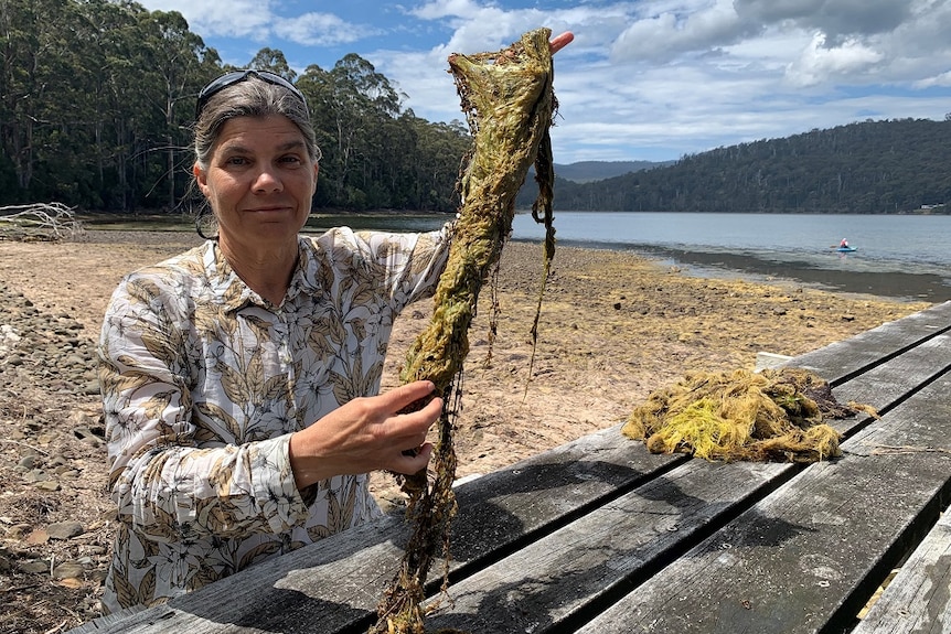 Dr Christine Coughanowr holds a blob of algae.