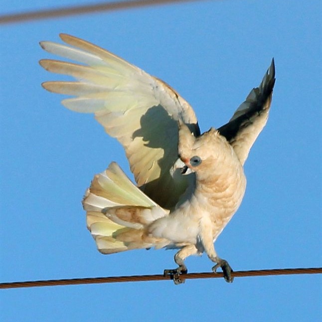 Cockatoo doing their ballet dancing on a wire