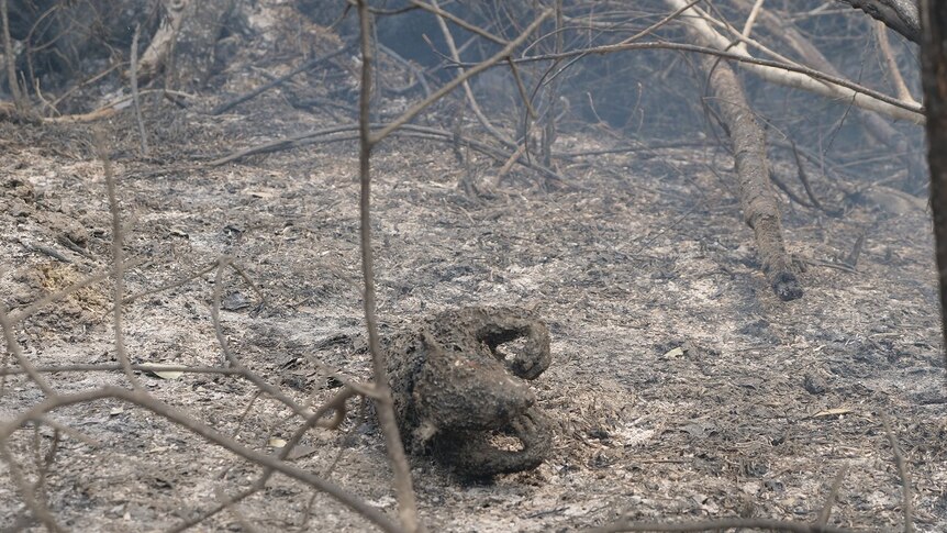 Tragic picture of the remains of a koala on burnt fire ground