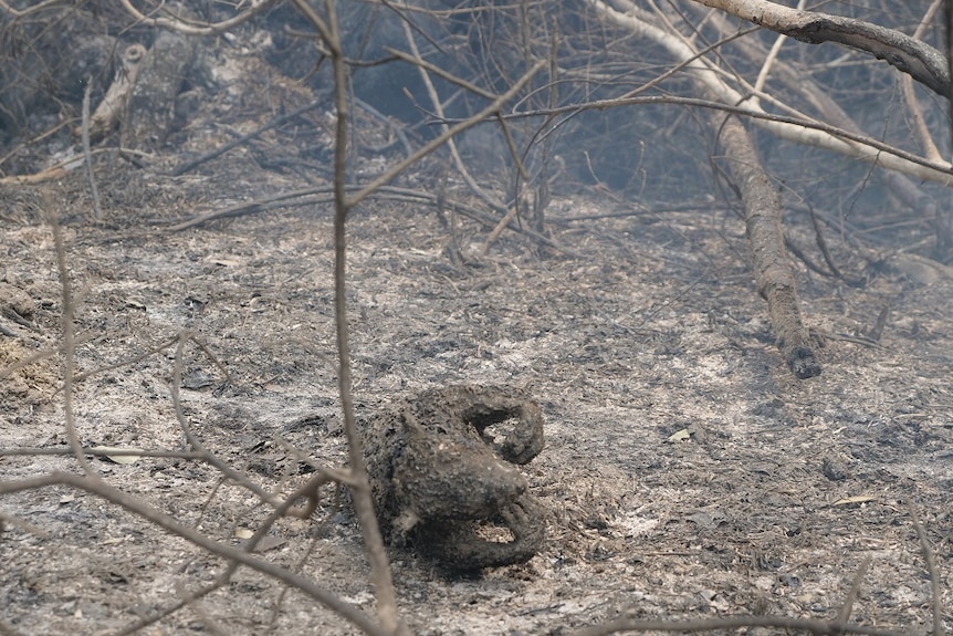 Tragic picture of the remains of a koala on burnt fire ground