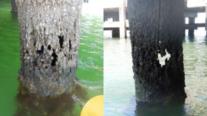 Two timber jetty piles in the water with significant damage. One has a hole you can see all the way through