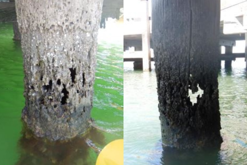 Two timber jetty piles in the water with significant damage. One has a hole you can see all the way through