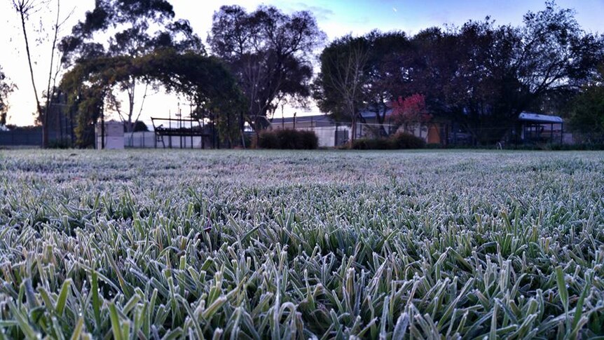 Frost covers grass on a cold morning.