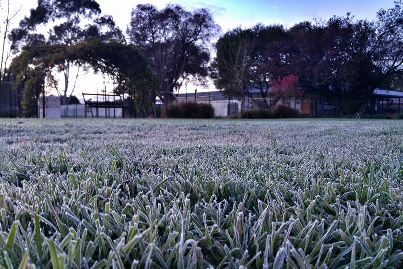 Frost covers grass on a cold morning.