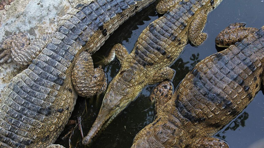 A bird's eye photo of some freshwater crocodiles in a pond.