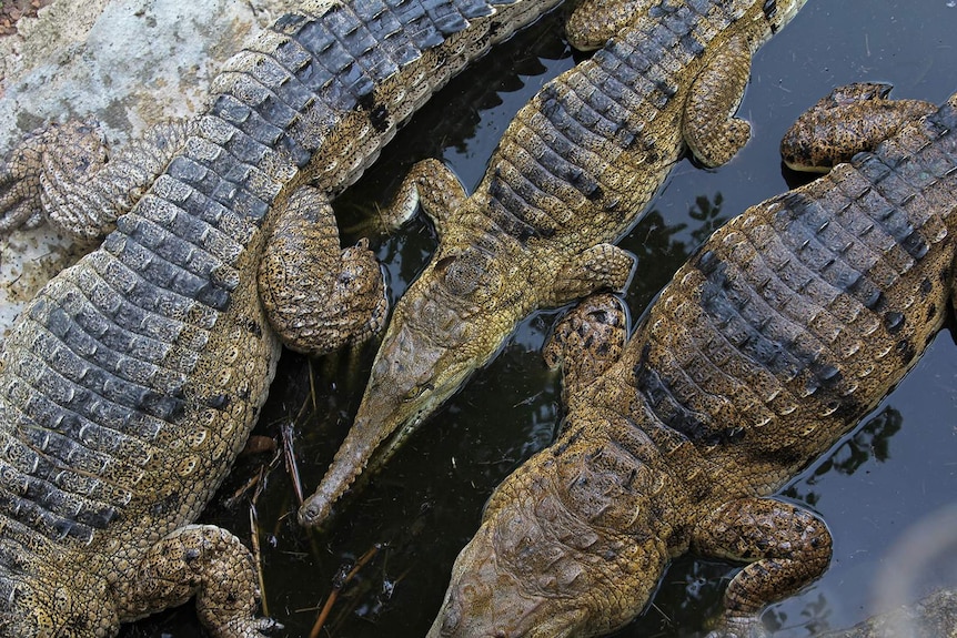 A bird's eye photo of some freshwater crocodiles in a pond.