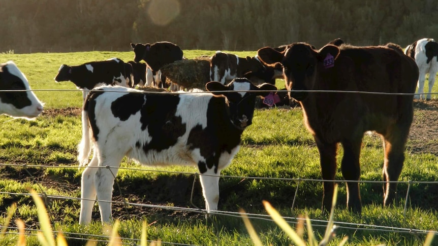 Herd of cows in grassy field.