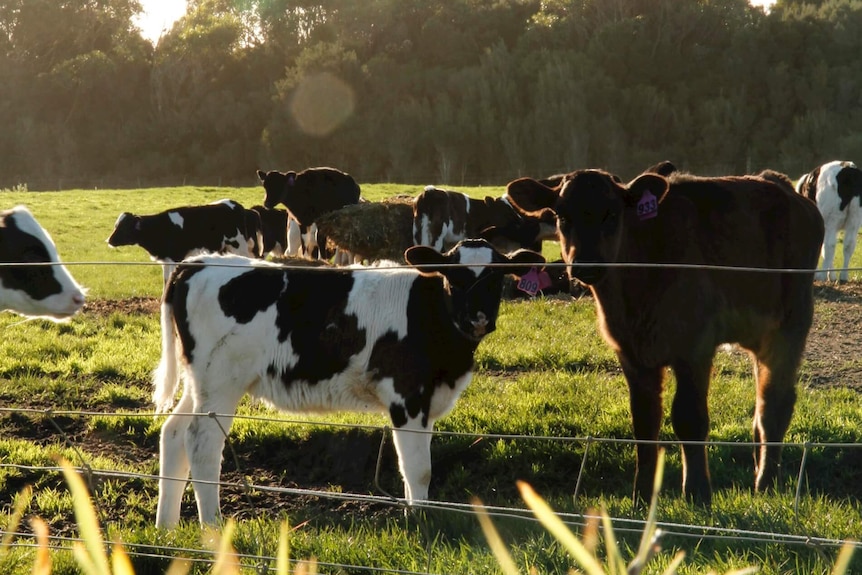 Herd of cows in grassy field.