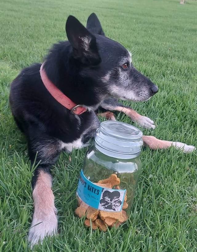 An old black dog wears a red collar and lays on green grass with a jar of dog treats