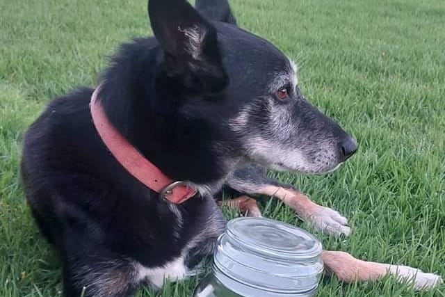 An old black dog wears a red collar and lays on green grass with a jar of dog treats