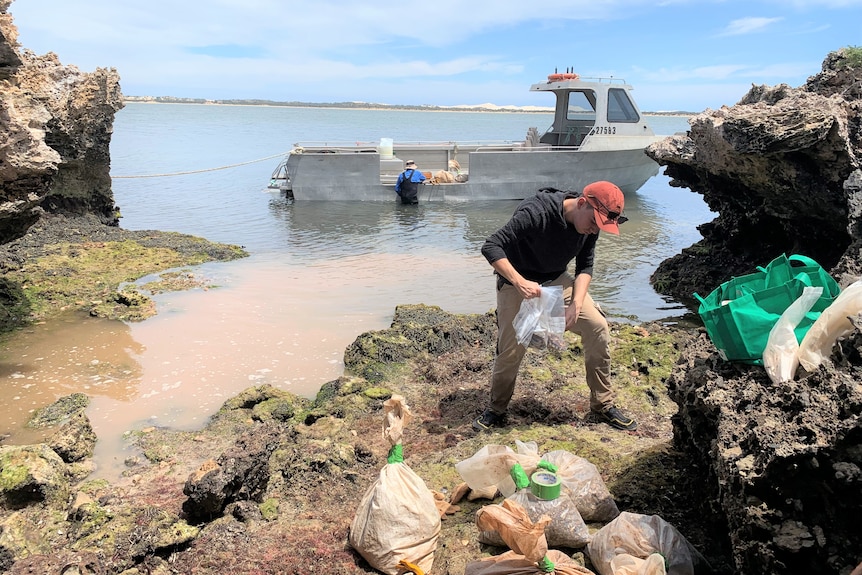 Researcher collecting fossil samples off the coast of an island.