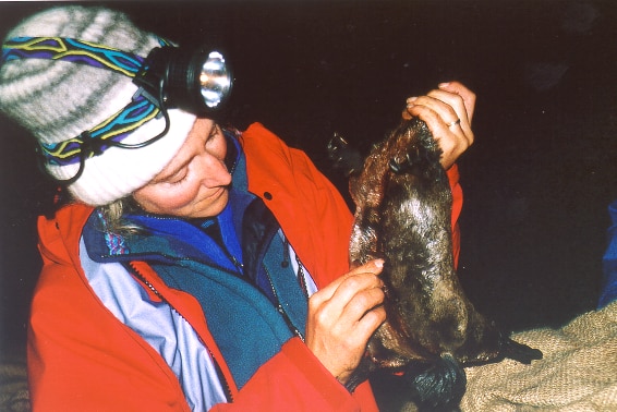 Woman in a beanie with a headtorch, holds a female platypus