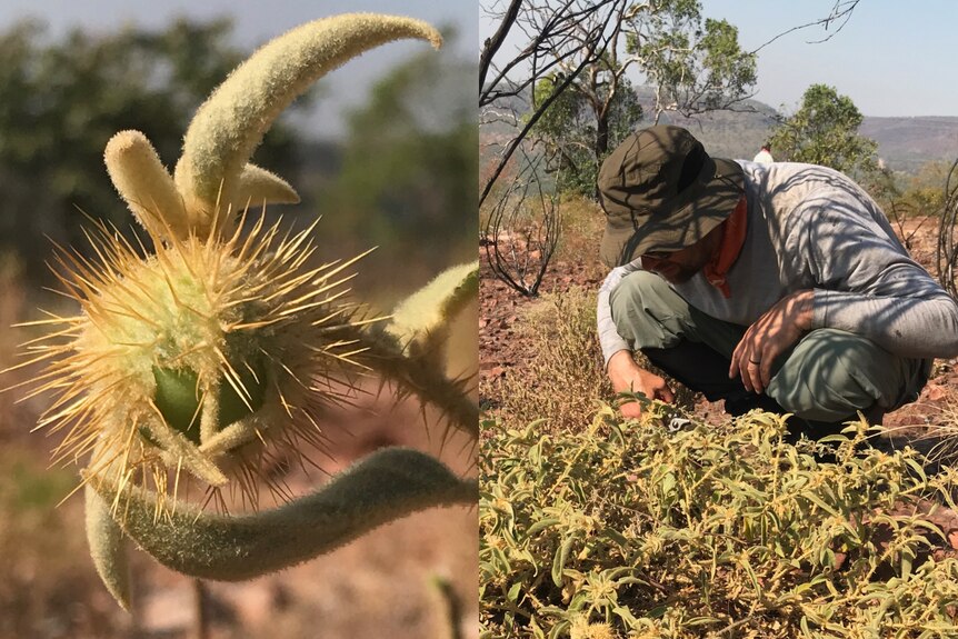 A split image with a close up of a prickly bush tomato next to a male observing the plant in nature.