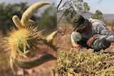 A split image with a close up of a prickly bush tomato next to a male observing the plant in nature.
