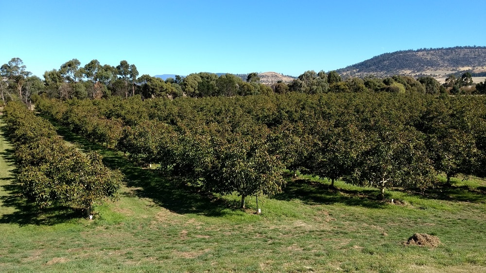 Walnut harvest begins with Tasmanian growers hoping buyers will shell