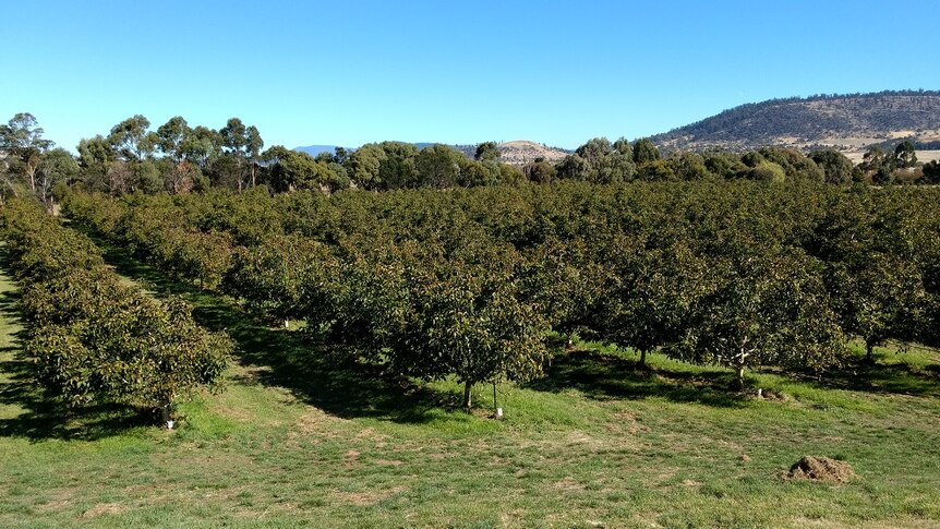 Part of the walnut orchard at Coaldale near Richmond in Southern Tasmania