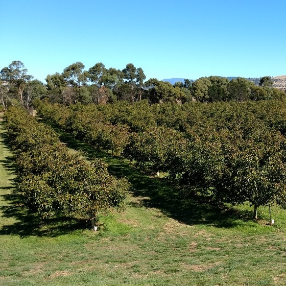 Part of the walnut orchard at Coaldale near Richmond in Southern Tasmania