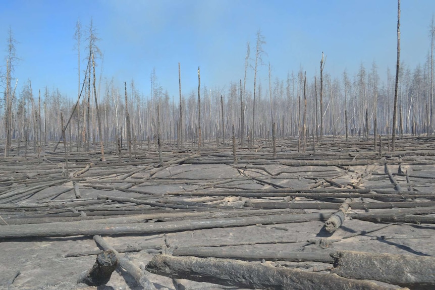 Burned trees following a forest fire in the exclusion zone surrounding the Chernobyl nuclear power plant