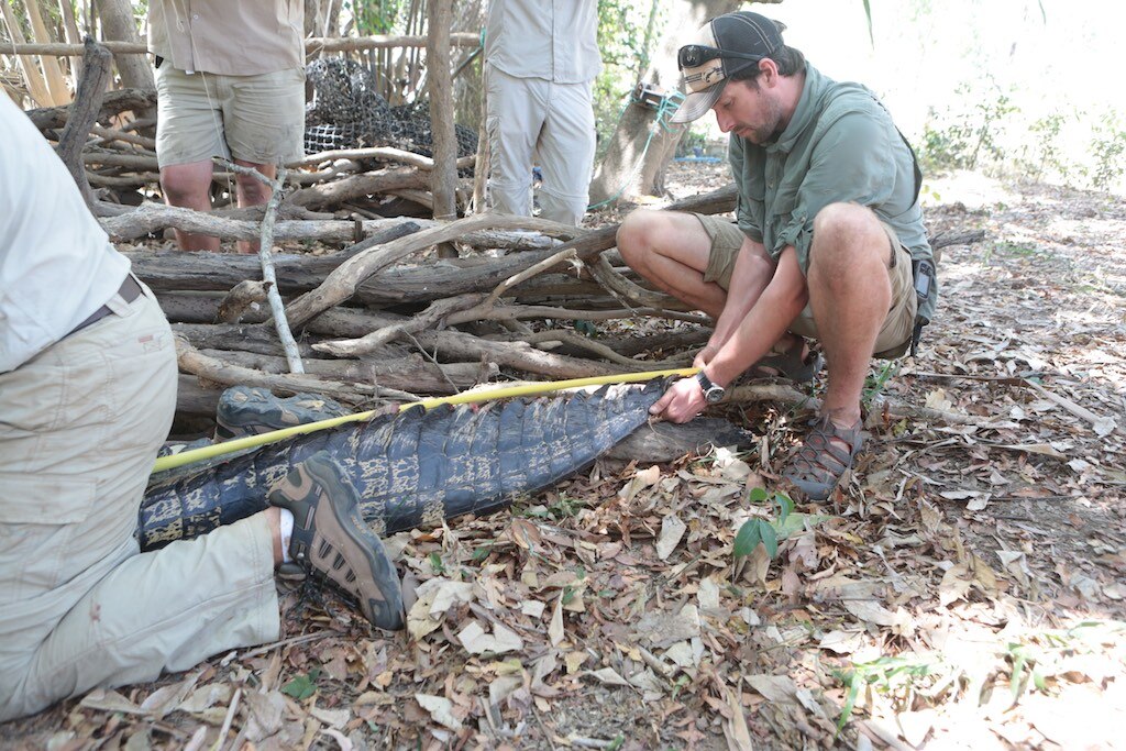 A man wearing green holds onto the scaly tail of a large crocodile in a bush setting. The crocodile is also being held by others
