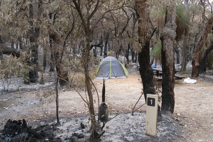 An abandonded tent amid ash from a bushfire