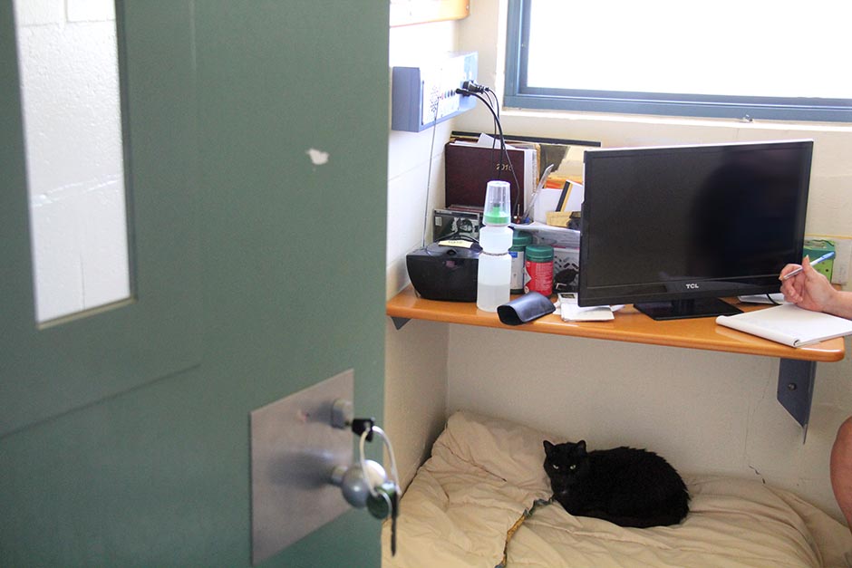 Missy the cat sits under a desk in a cell in one of the units at the Brisbane Women's Correctional Centre.