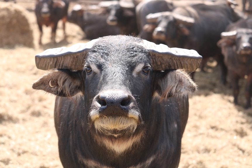 Close up shot of a buffalo