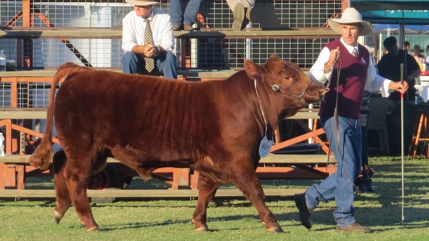 Ruby Red Fat Boy paraded by Craig Gapes at the 2014 Ekka.