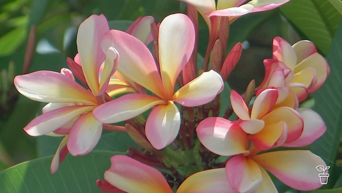 Pink and white frangipani flowers growing on a tree