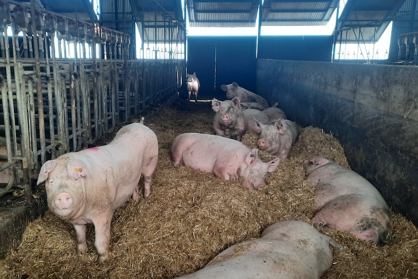 A group of large pigs in a pen