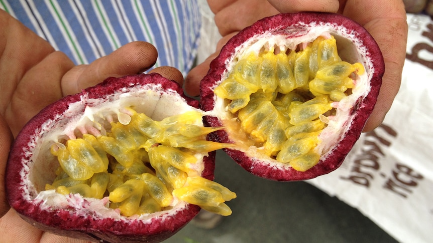 Farmer holds a passionfruit cut in half with pulp showing.