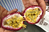 Farmer holds a passionfruit cut in half with pulp showing.