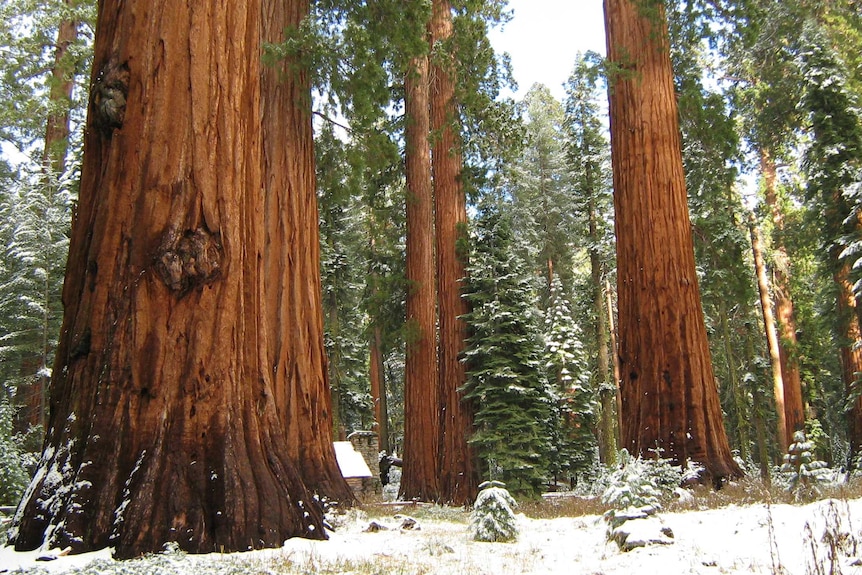 Giant redwoods at Mariposa Grove in Yosemite National Park, California.