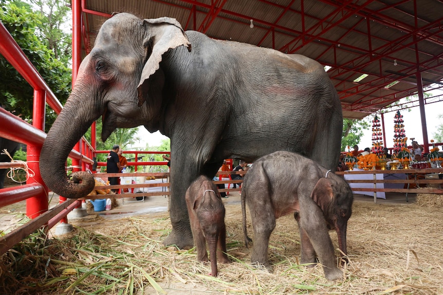Mother elephant Chamchuri stand with her newborn twins.