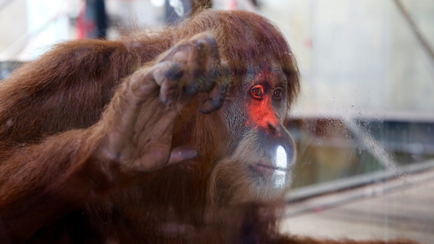 An orangutan plays with interactive videogames at the Melbourne Zoo.