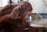 An orangutan plays with interactive videogames at the Melbourne Zoo.