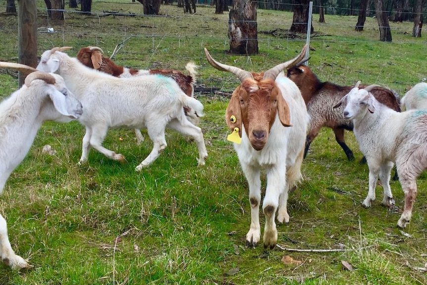 Goats growing in popularity
