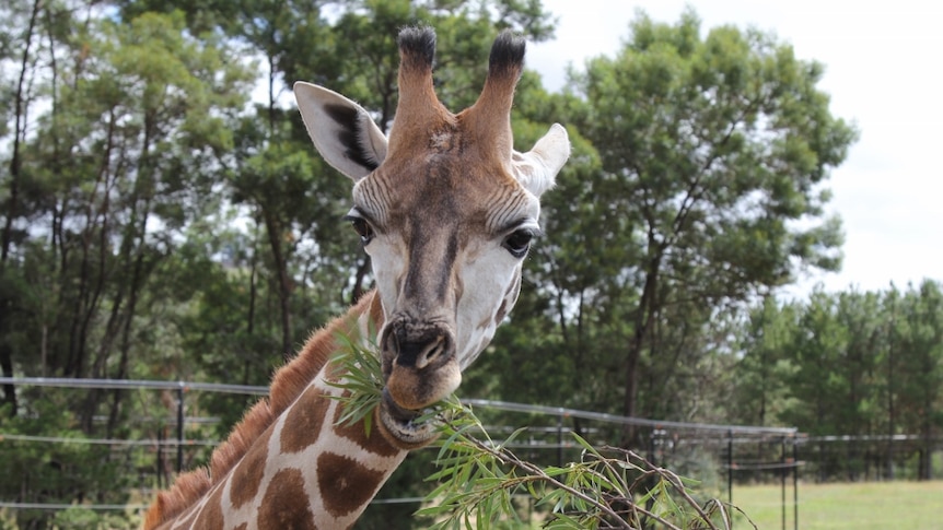 Young giraffe eats leaves.