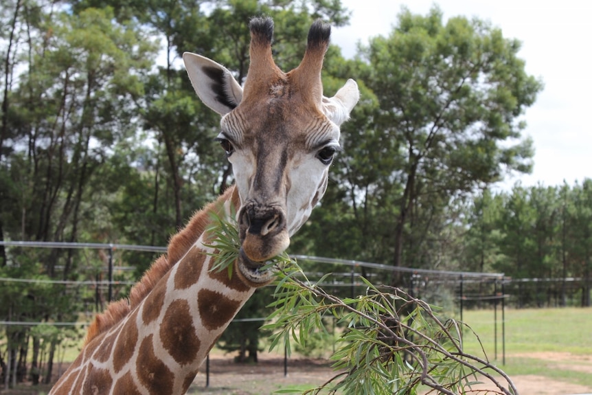 Young giraffe eats leaves.