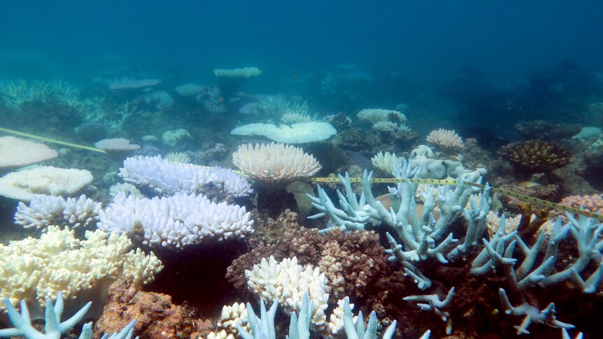 Collection of bleached coral on Great Barrier Reef