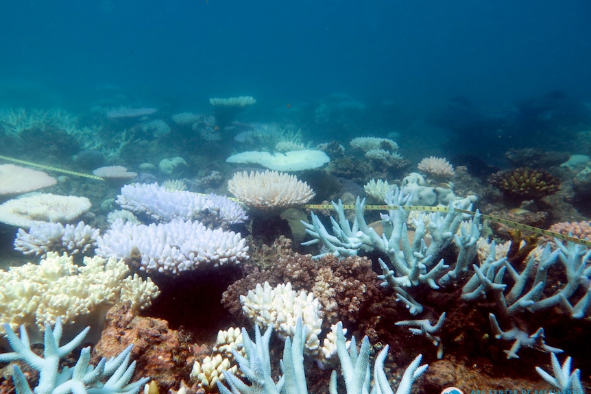 Collection of bleached coral on Great Barrier Reef