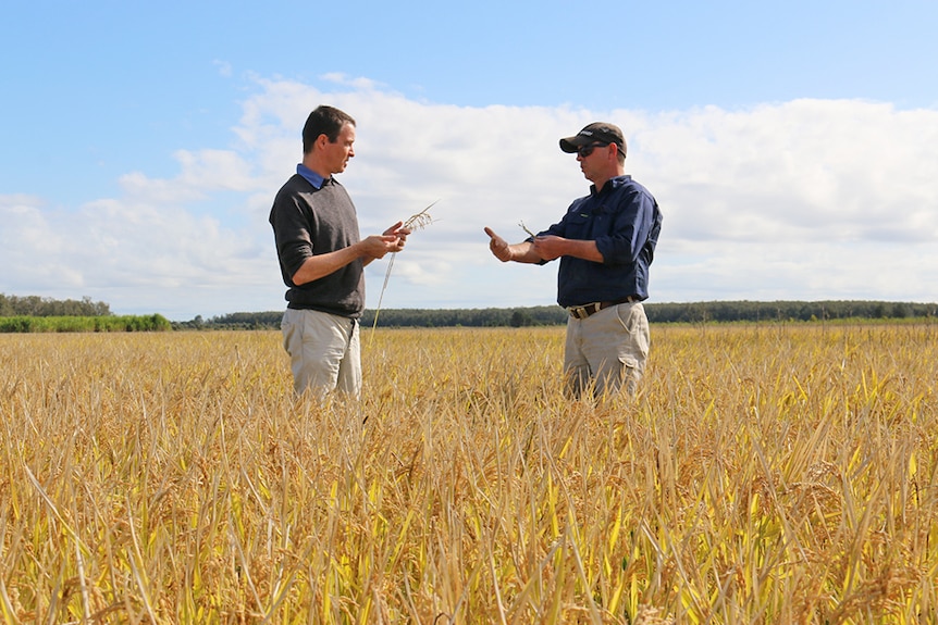 Tobias Kretzschmar and Steve Rogers in a rice crop.