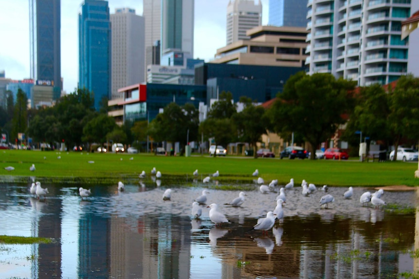 Seagulls sit in a large puddle on Langley Park in Perth with the tall buildings of the CBD in the background.