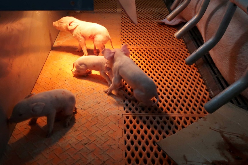 Piglets on a metal floor in a piggery in China.