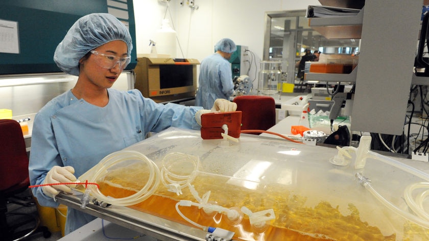 Qld scientists test swine flu vaccine in lab