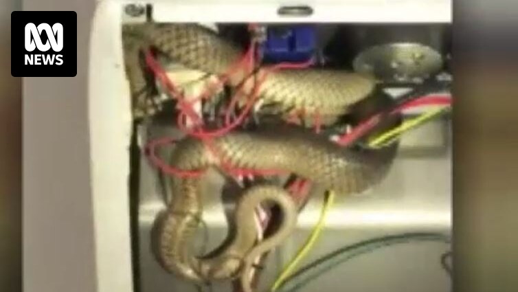 Eastern Blue Tongue Lizard  Snake Catchers Adelaide - Brown Snake  Removalists