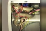 A brown snake wrapped in wires at the back of a stove`