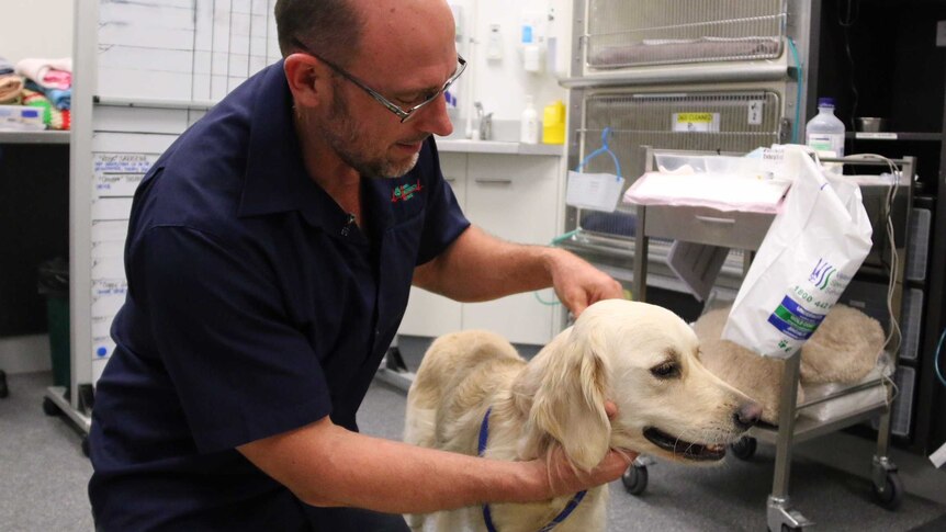 Dr Rob Webster looks around Neo the dog's neck for any ticks