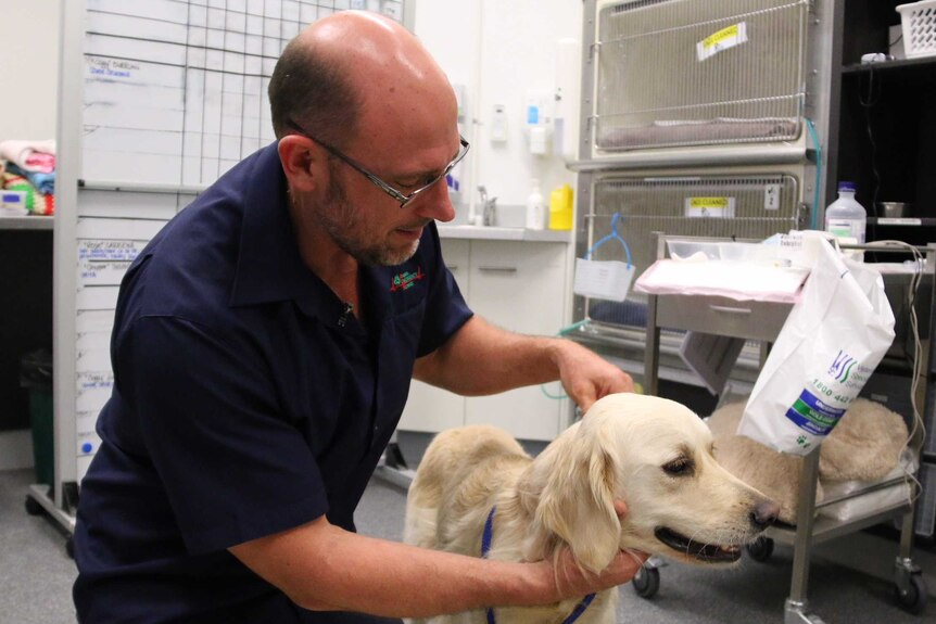 Dr Rob Webster looks around Neo the dog's neck for any ticks