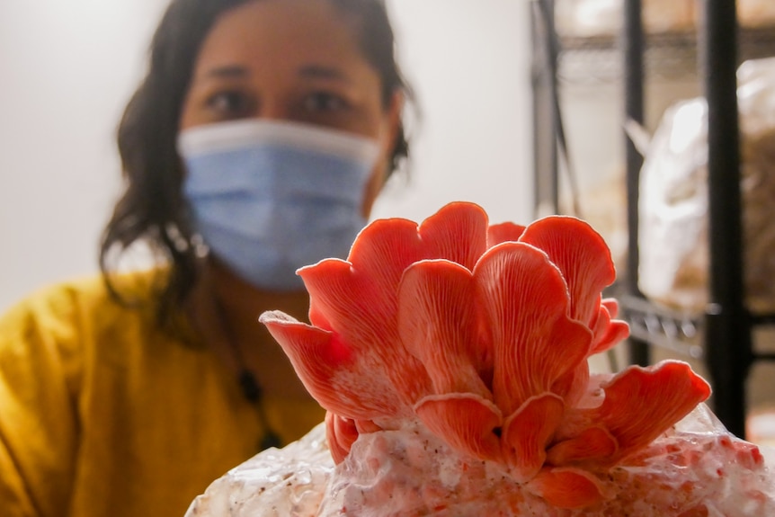 A women holds a pink oyster mushroom to the camera. 