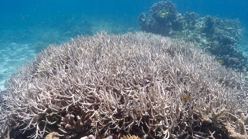 Bleached coral on the Great Barrier Reef